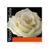 WONDERTONE SOLO Violin String D By Pirastro