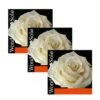 WONDERTONE SOLO Violin Strings A-D-G By Pirastro